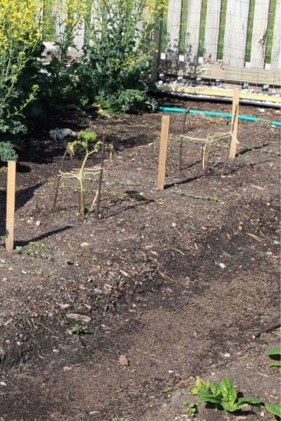 Backyard garden with fence and property line markers showing boundary stakes in residential yard